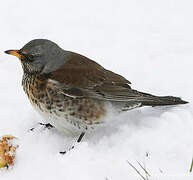 Fieldfare