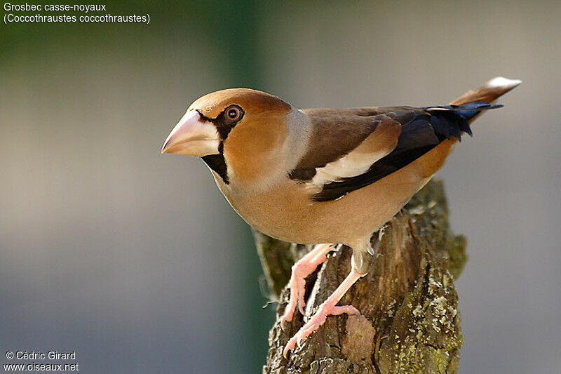 Hawfinch