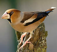 Hawfinch