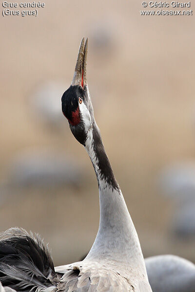 Common Crane