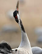 Common Crane