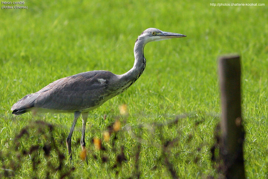 Grey Heron