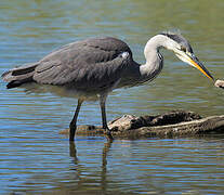 Grey Heron