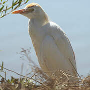 Western Cattle Egret