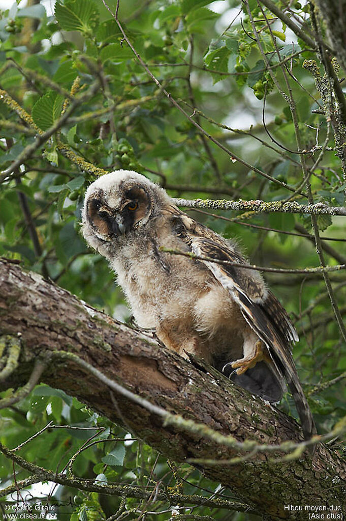 Hibou moyen-duc