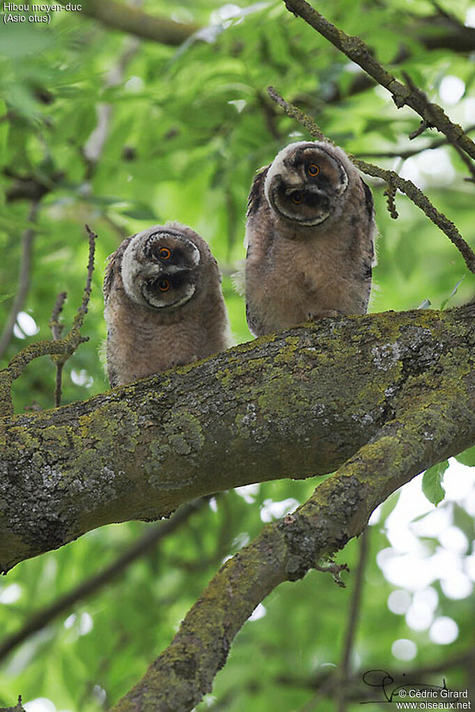 Hibou moyen-duc