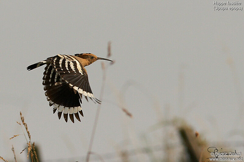 Eurasian Hoopoe