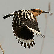 Eurasian Hoopoe