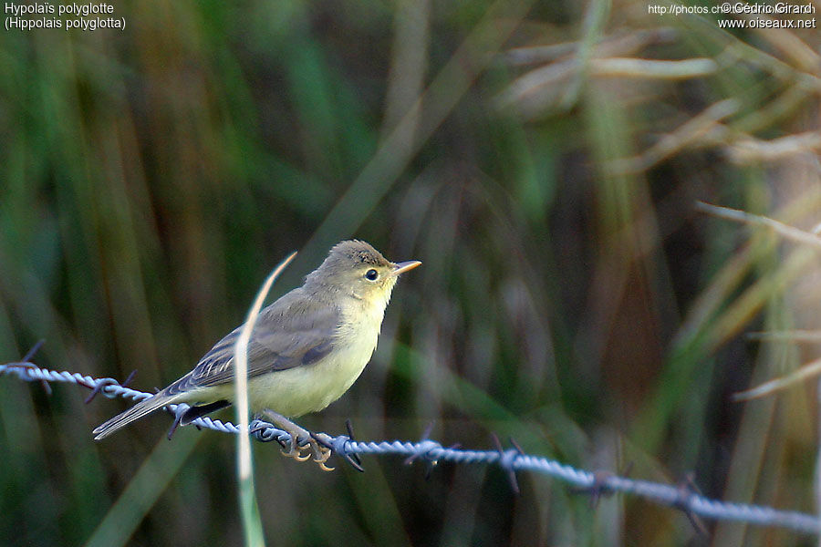 Melodious Warbler