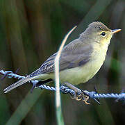 Melodious Warbler