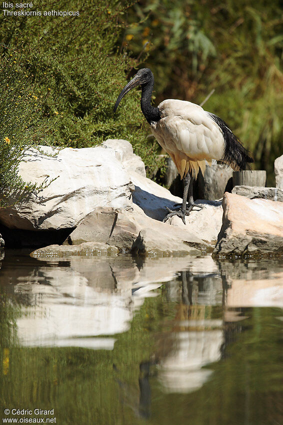 African Sacred Ibis