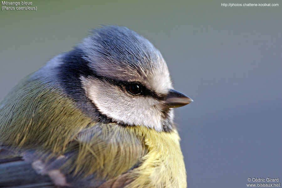 Mésange bleue