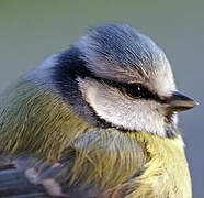 Mésange bleue