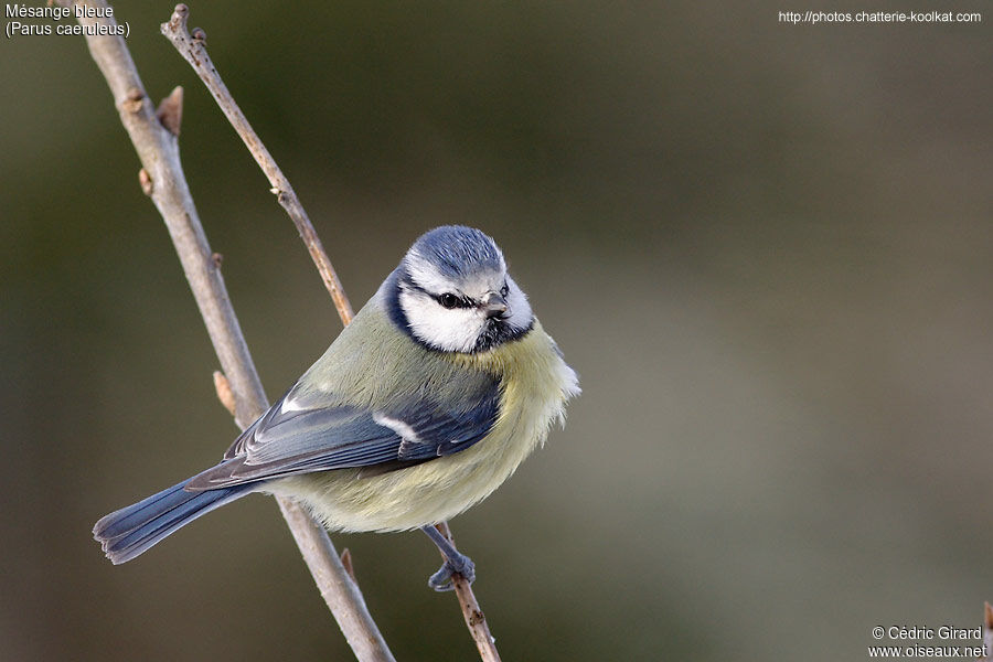 Eurasian Blue Tit