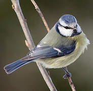 Eurasian Blue Tit