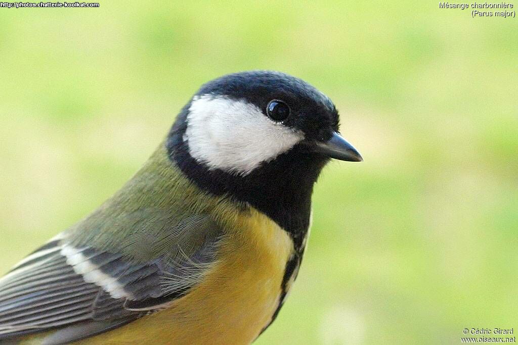 Mésange charbonnière