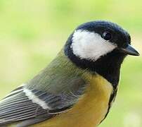 Great Tit