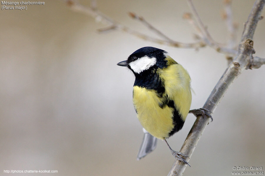 Great Tit