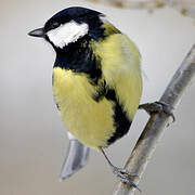 Great Tit