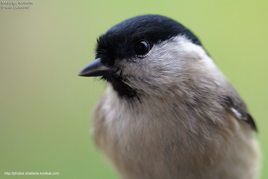 Marsh Tit