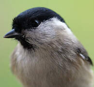 Marsh Tit