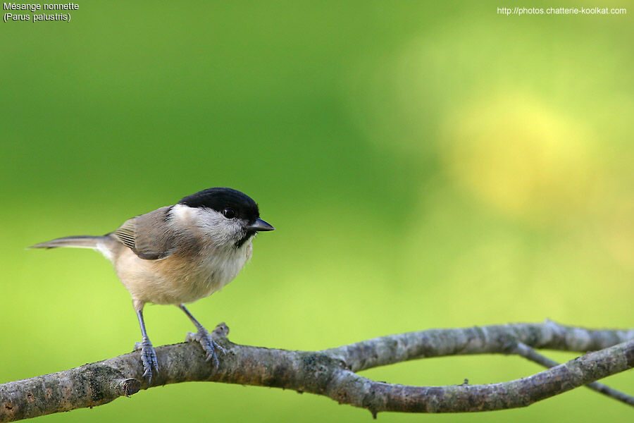 Mésange nonnette