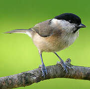 Marsh Tit