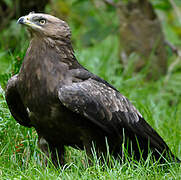 Black Kite