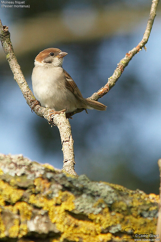 Moineau friquet