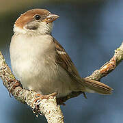 Eurasian Tree Sparrow