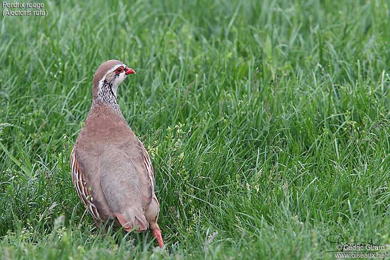 Red-legged Partridge