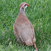 Red-legged Partridge