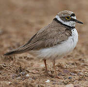 Little Ringed Plover