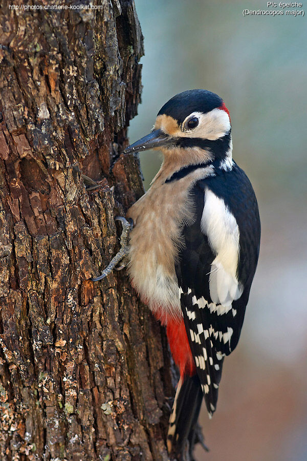 Great Spotted Woodpecker