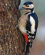 Great Spotted Woodpecker