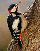 Great Spotted Woodpecker