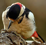 Great Spotted Woodpecker