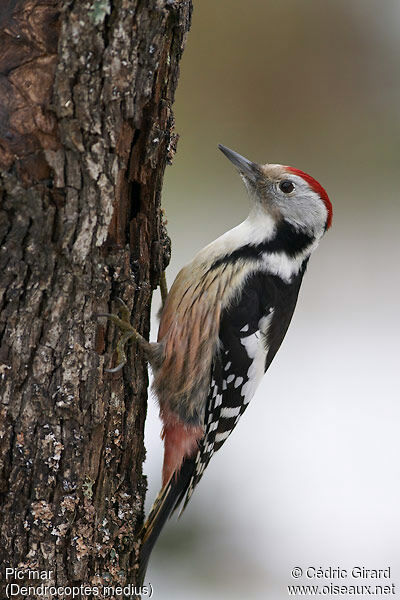 Middle Spotted Woodpecker