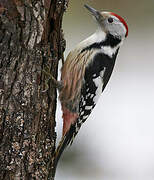 Middle Spotted Woodpecker