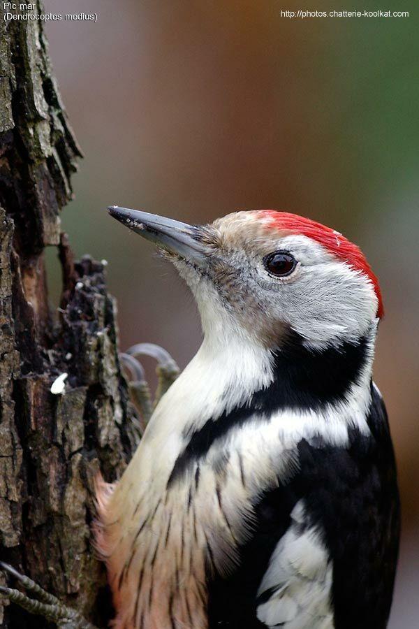 Middle Spotted Woodpecker