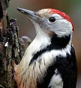 Middle Spotted Woodpecker