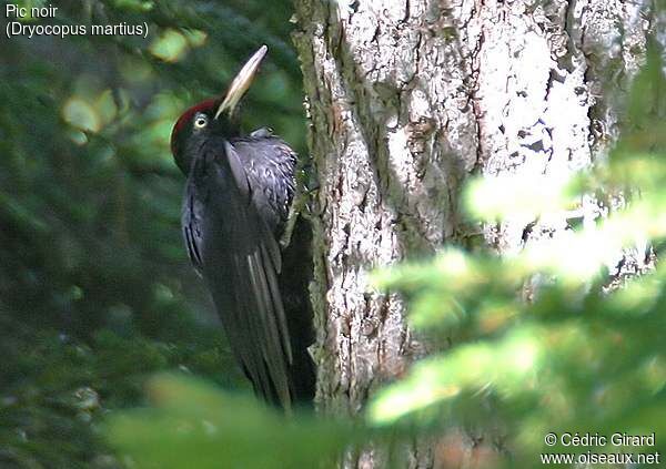 Black Woodpecker