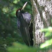 Black Woodpecker