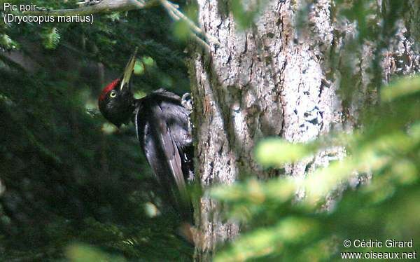 Black Woodpecker