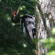 Black Woodpecker