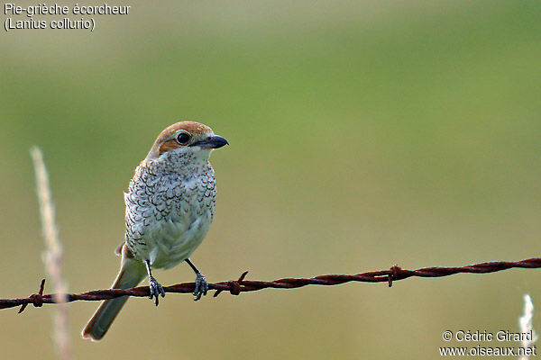 Red-backed Shrike