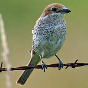 Red-backed Shrike