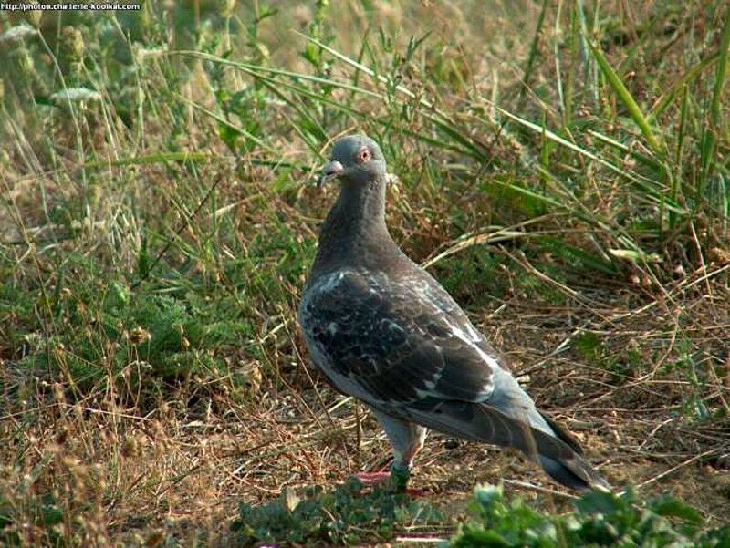 Rock Dove