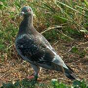 Rock Dove