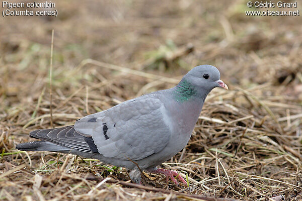 Pigeon colombin